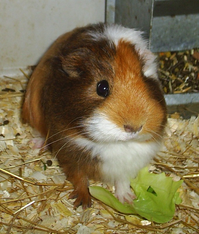 praline salade